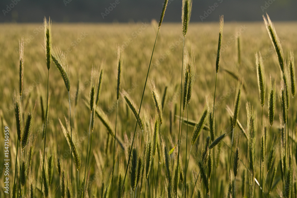 Fototapeta premium rye in the middle of summer