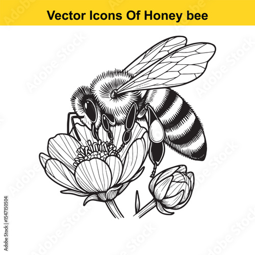 Realistic Black and White Line Art of a Honey Bee for Tracing