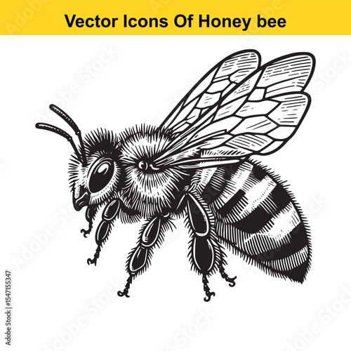 Realistic Black and White Line Art of a Honey Bee for Tracing