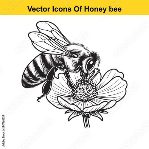 Realistic Black and White Line Art of a Honey Bee for Tracing