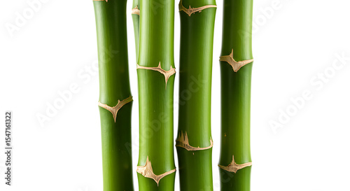 bamboo isolated white background photo