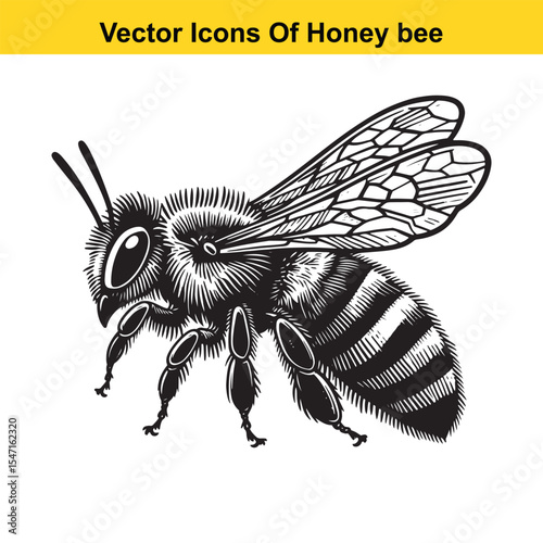 Realistic Black and White Line Art of a Honey Bee for Tracing