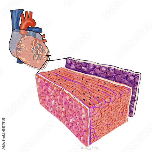 Pericardium POM 2025 V1