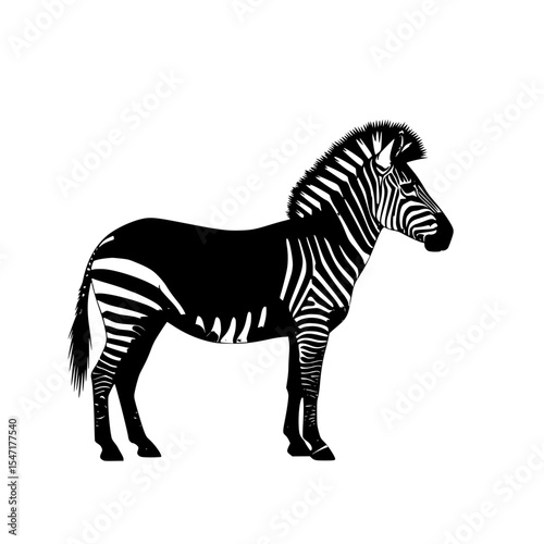 Grayscale Illustration of Zebra Standing in a Plain Isolated White Background with Black and White Stripes
