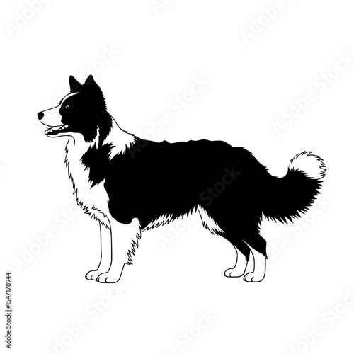 Understanding the Border Collie A Comprehensive Guide to Breed Traits Care and Training Needs
