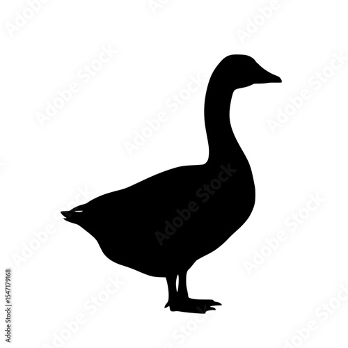 The Silhouette of a Waterfowl Species Portraying its Dark Plumage and its Graceful Posture in a White Environment
