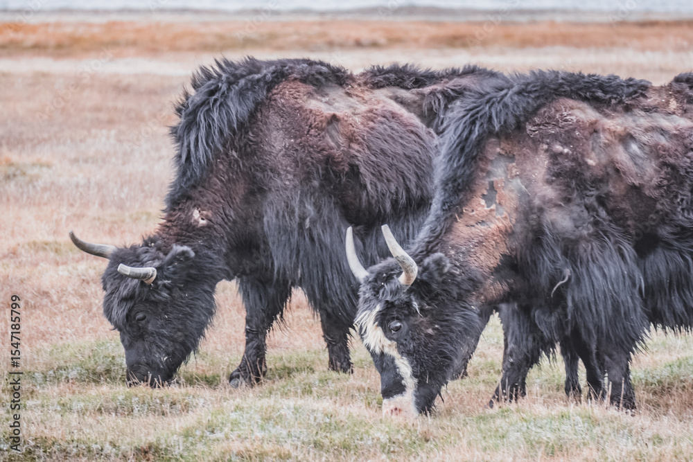 Fototapeta premium A herd of yaks walks along the grassy valleys of the Pamir highlands against the backdrop of mountain ranges with snow, an animal in the Tien Shan mountains in cloudy weather