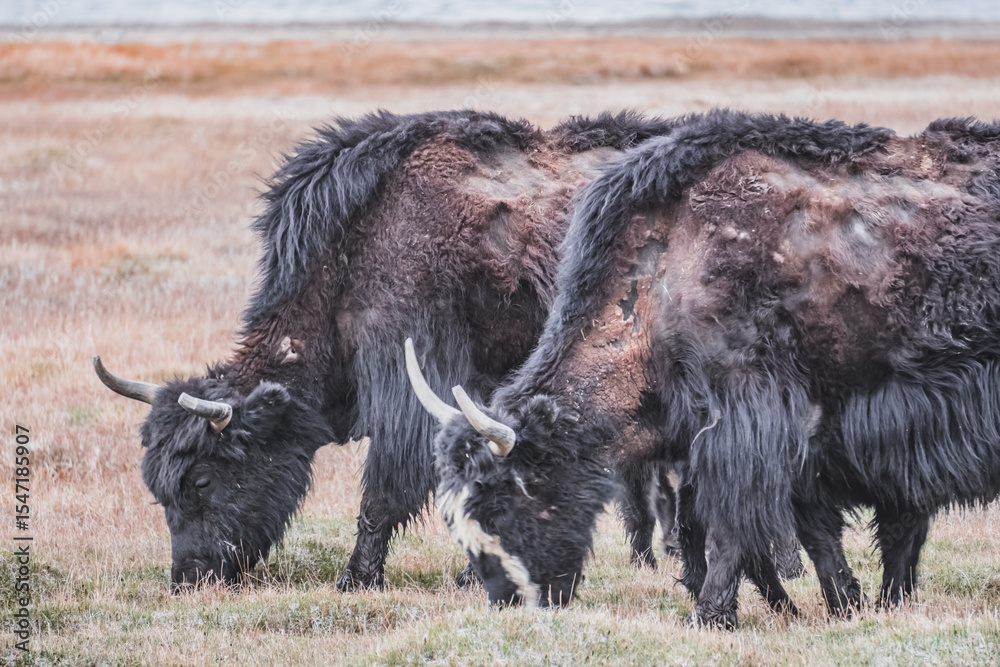 Fototapeta premium A herd of yaks walks along the grassy valleys of the Pamir highlands against the backdrop of mountain ranges with snow, an animal in the Tien Shan mountains in cloudy weather