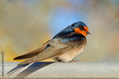 A colorful welcome swallow (Hirundo neoxena) perched on a metal rail, South Australia