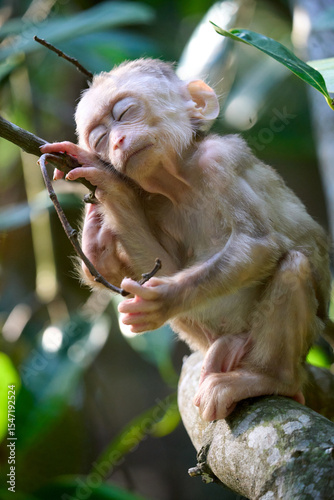 Photography Baby monkey sleeping on the branch