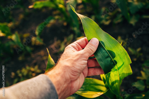 Quadro su tela Farmer examining green corn crop plant in summer sunset, closeup of hand touchin