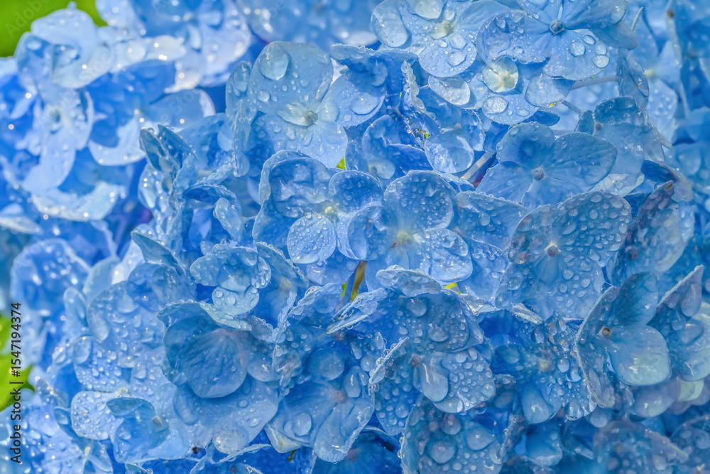 Naklejka premium 雨上がりの紫陽花