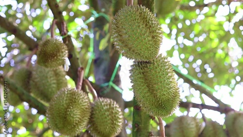 Fresh Green Durian Fruits Hanging From Branches in Tropical Garden