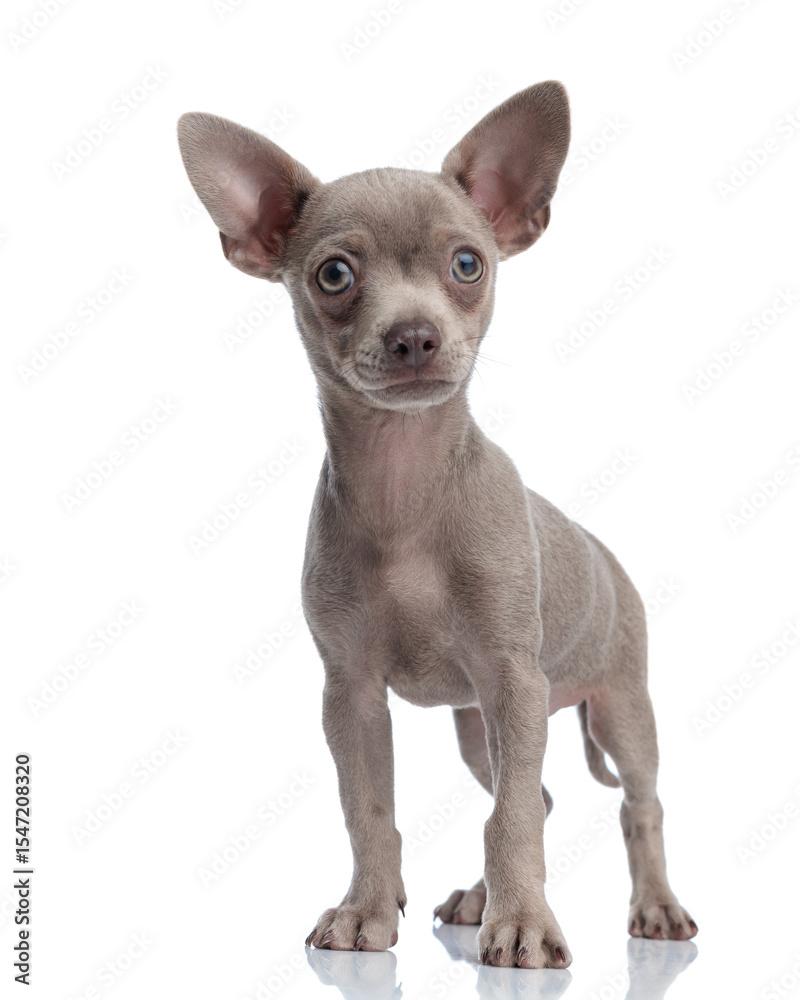 Obraz premium beautiful small chihuahua puppy looking at camera and standing