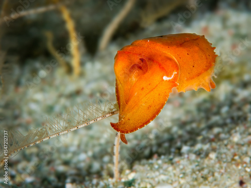 Juvenile Cuttlefish Hovering Near Seafloor in Komodo, Indonesia