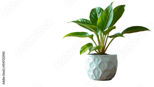 Close Up White ceramic pot with plants Plants with large, healthy leaves