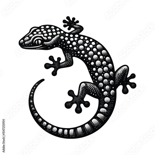 lizard on a white background