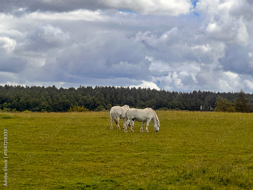 Fototapeta premium horses on a meadow