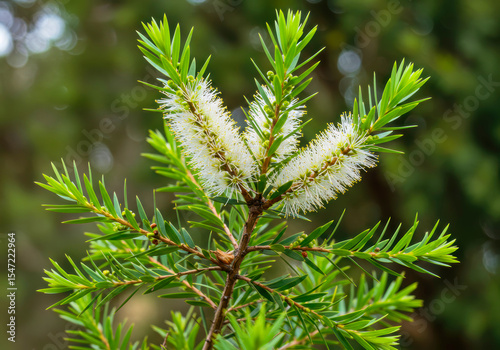 Tea tree (Melaleuca alternifolia) with aromatic foliage, evergreen Myrtaceae species cultivated for its medicinal essential oil
