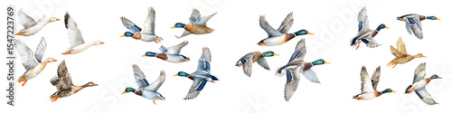 Watercolor Flying Ducks Collection on White Background