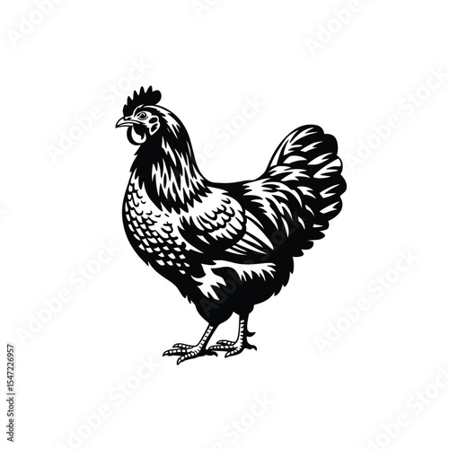 chicken silhouette white background