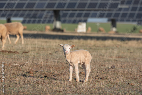 Принти на полотні Solar energy and livestock coexisting in the countryside