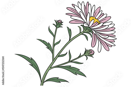 Aster Flower Illustration on White
