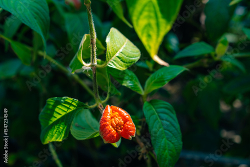 Tropical red Psychotria poeppigiana flower photo