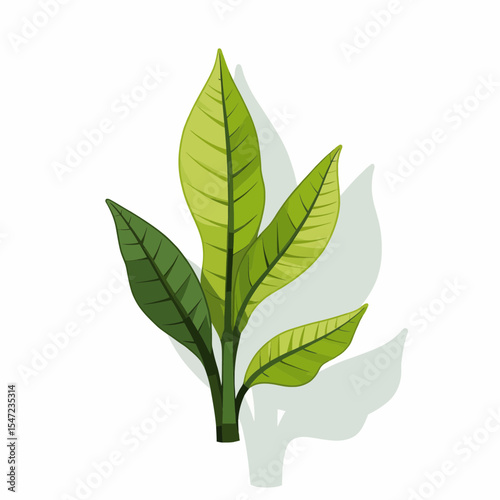 Green leaves arranged in a cluster on a white background  
