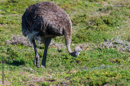 Close-up of an Osterich -Struthio camelus- near Cape of Good Hope, South Africa.