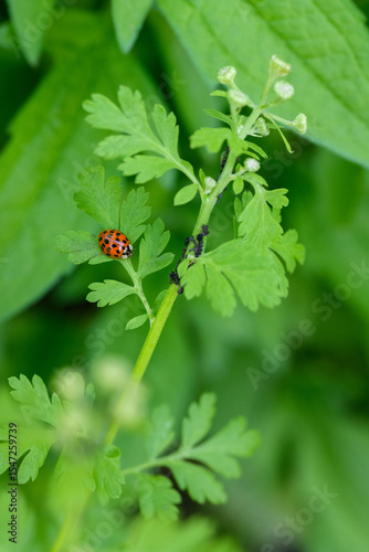 Black bean aphids plant infestation.  Ladybug hunting for aphids. Lady bug pesticide free biological pest control through natural enemies. Beneficial insects.  Asian lady beetle.