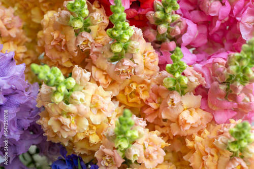 Close up of freshly cut snapdragon flowers in various colors. Pastel colored snaps flowers. Snapdragon blooms detail shot.
