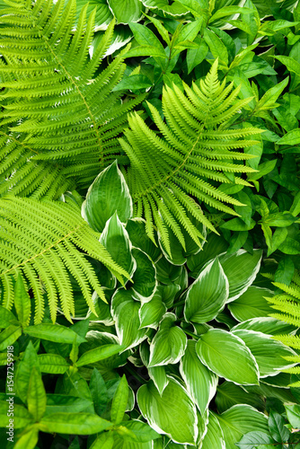 Green ornamental garden plants background. Lush fern and hosta leaves foliage.