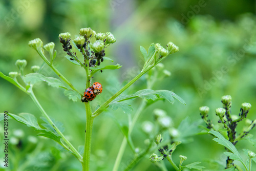 Ladybugs mating. Close up of asian lady beetles mating. Harmonia axyridis.