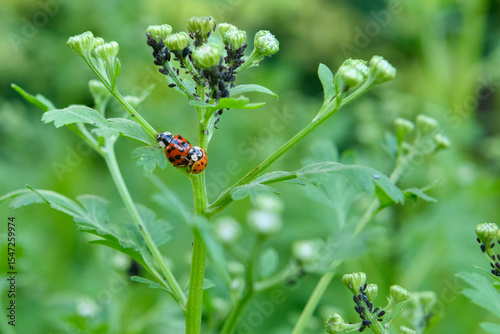 Ladybugs mating. Close up of asian lady beetles mating. Harmonia axyridis.
