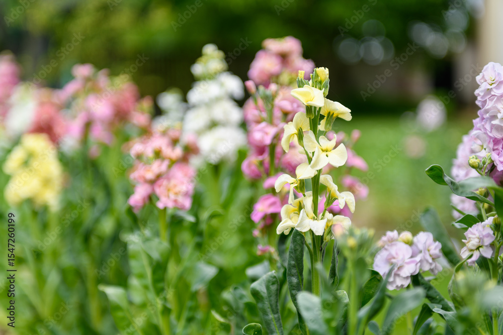 Fototapeta premium Matthiola incana, or commonly called Stock. Beautiful multicolored double stock flowers, known to be highly scented. Matthiola flowers background.
