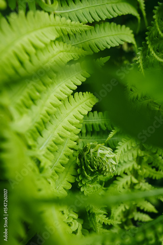 Lush fern leaves foliage. Green ornamental garden plants background.