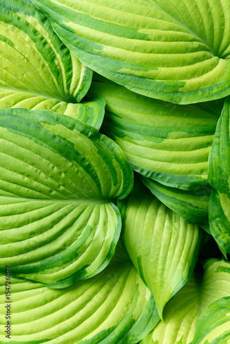 Lush hosta leaves, hosta foliage. Green ornamental garden plants background.