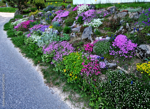 Stunning variety of low cushions of flowers by the house on a slope with stepping stones. Man shows blooming rockeries plants. Luxurious surface in the garden on the street