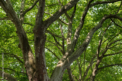 Bäume am Hardenbergufer