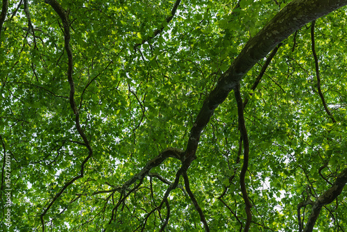 Bäume am Hardenbergufer