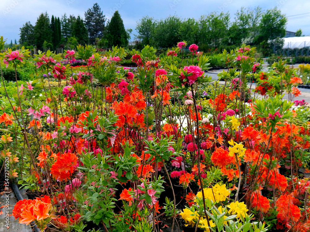 shopping in ornamental plant nurseries. flowering shrubs grown for customers in pots. lots of colorful flowers. Sunday afternoon for shopping at the garden center. shopping in ornamental plant nurseries. flowering shrubs grown for customers in pots. lots of colorful flowers. Sunday afternoon for shopping at the garden center.