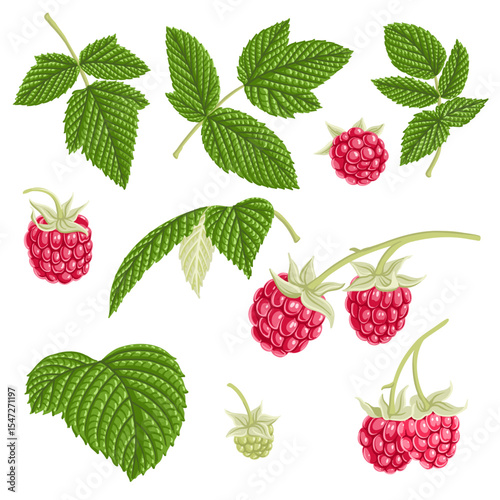 raspberry, vector drawing tree branches, berries and green leaves isolated at white background, hand drawn illustration