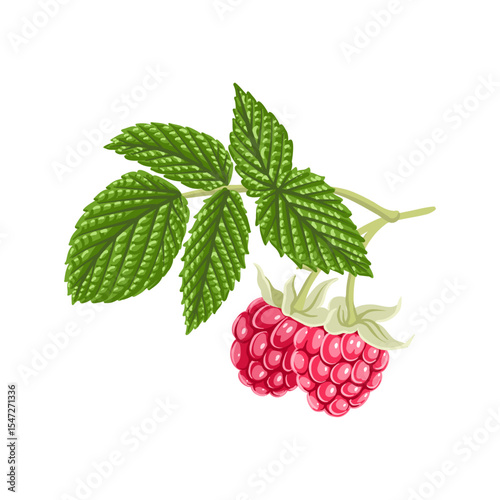 raspberry, vector drawing tree branch with berries and green leaves isolated at white background, hand drawn illustration