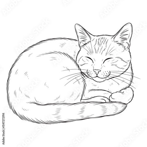 Sleeping Cat Line Art Drawing Black and White Curled Up Feline