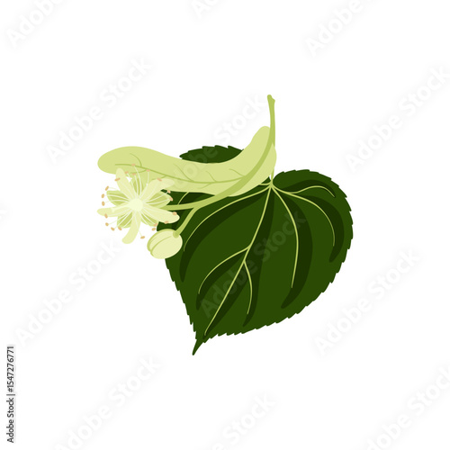 lime tree, linden, vector drawing branch with flowers and leaves isolated at white background, floral elements, hand drawn botanical illustration