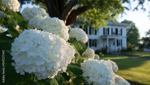 Lush White Hydrangeas Bloom Before a Historic White House on a Sunny Summer Day