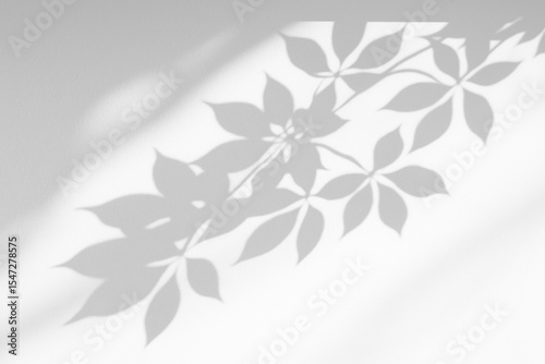 Leaf shadow cast on white surface, with a natural gradient effect.