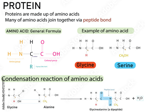 Protein Molecular Structure showing Amino Acid Building Blocks and a dipeptide formation.
