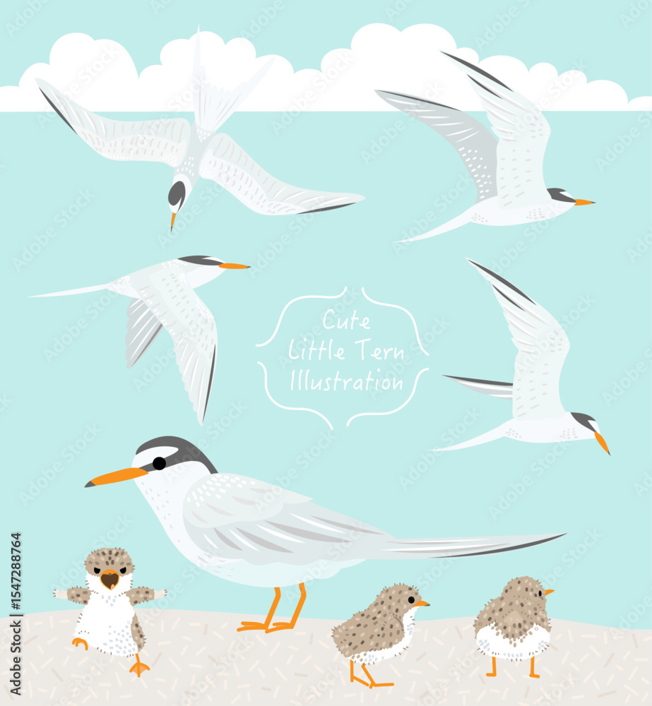 Obraz premium 可愛いコアジサシ / Cute Little Tern - 親子の鳥
